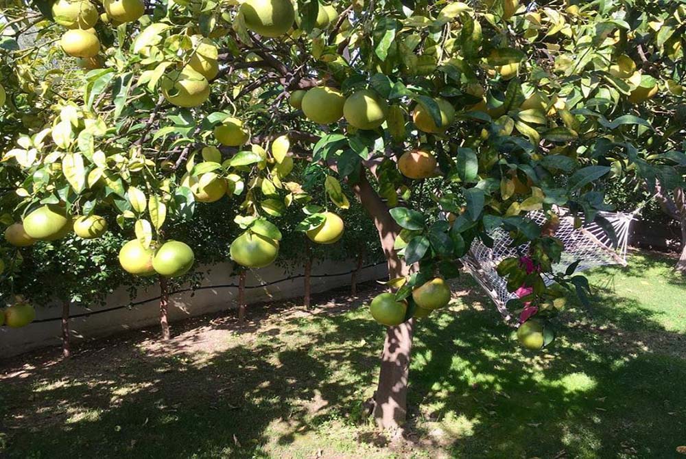 frutta