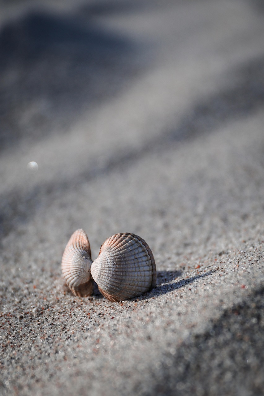 The Beach